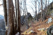 89 Nel bosco di prevalente faggeta